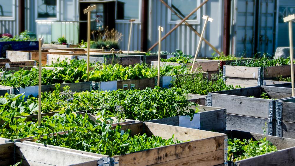 L'associazione Agronomi e forestali senza frontiere organizza una Festa domenica 12 ottobre